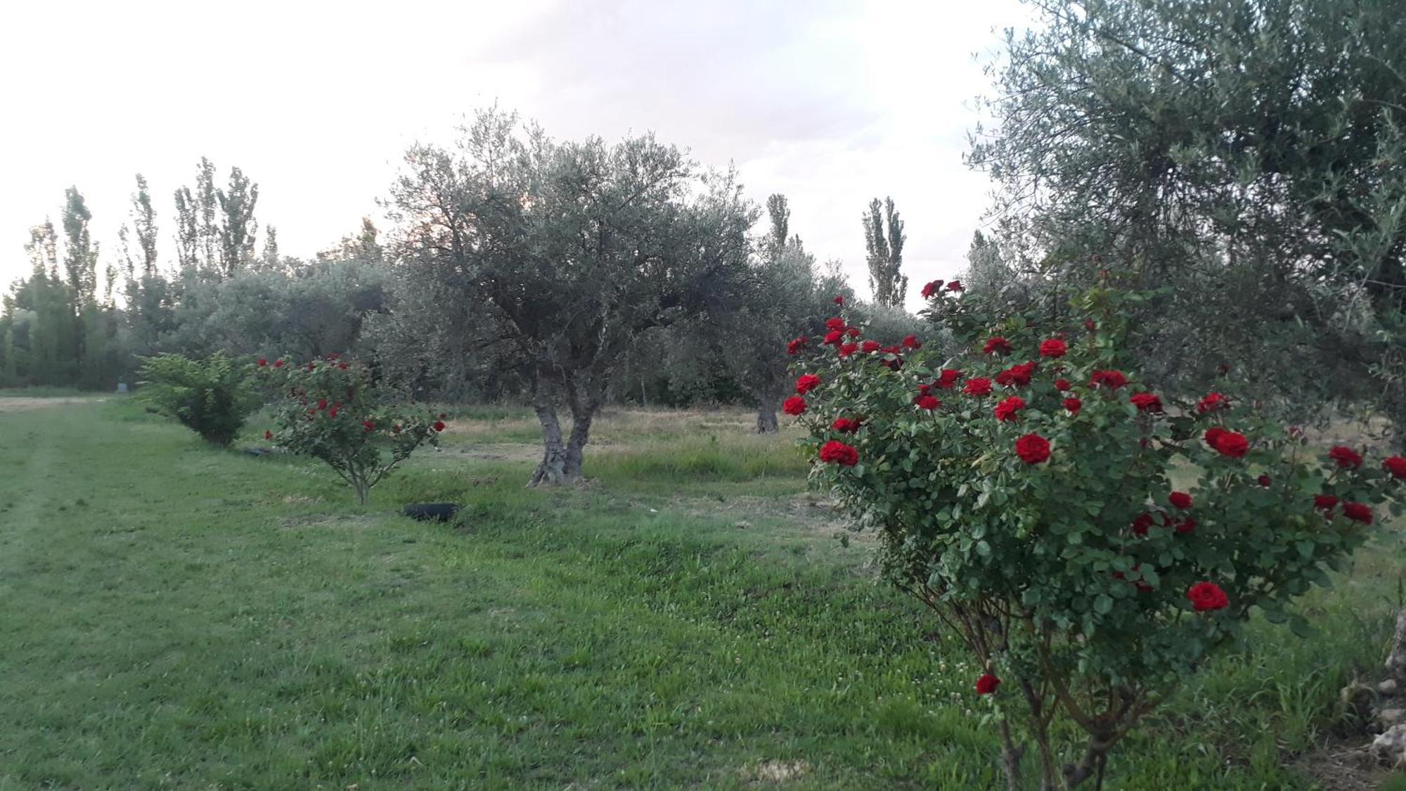 Casa De Campo Las Olivas San Rafael  Zewnętrze zdjęcie